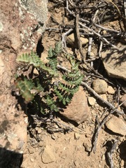 Asplenium cordatum