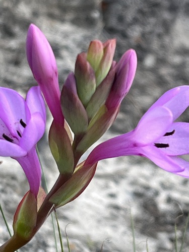 Image of Watsonia humilis by (c) Charleen Brunke, some rights reserved (CC BY)