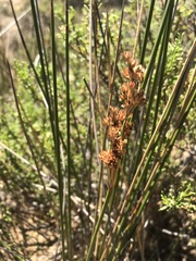 Juncus rigidus