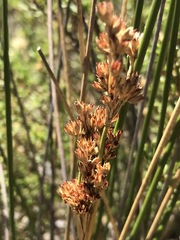 Juncus rigidus