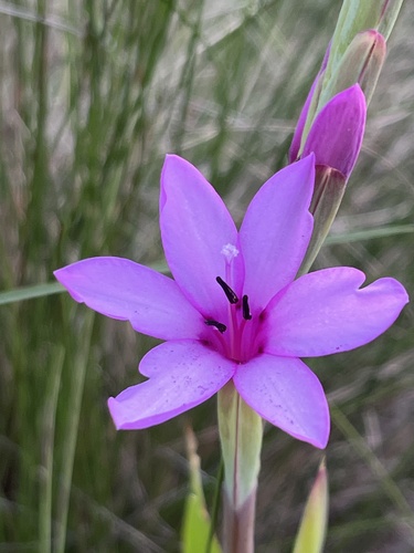 Image of Watsonia humilis by (c) Charleen Brunke, some rights reserved (CC BY)