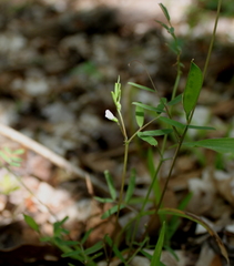 Vicia minutiflora