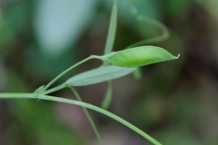 Vicia minutiflora