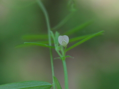 Vicia minutiflora