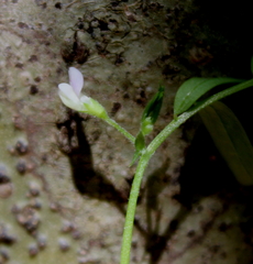 Vicia minutiflora
