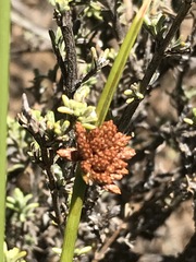 Afroscirpoides dioeca