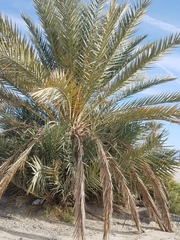 Phoenix dactylifera