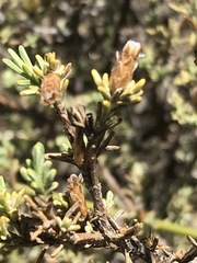 Oedera humilis