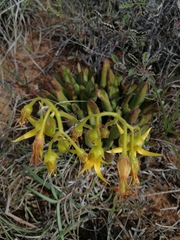Cotyledon campanulata