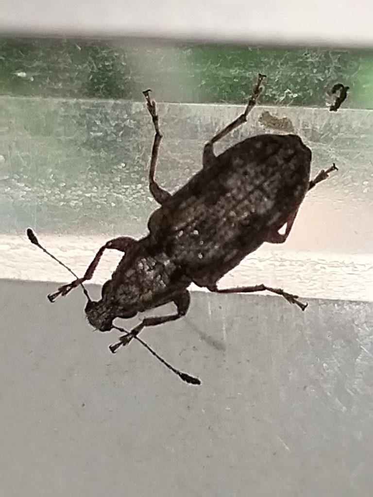 Ptychoderes rugicollis