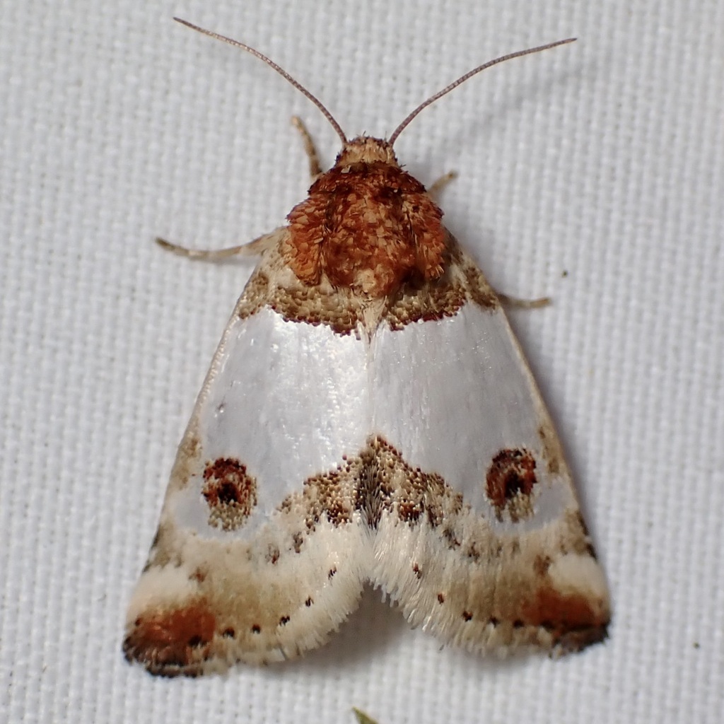 Schinia oculata