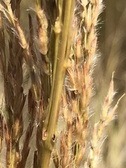 Miscanthus ecklonii