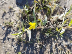 Camissoniopsis pallida