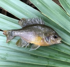 Lepomis punctatus