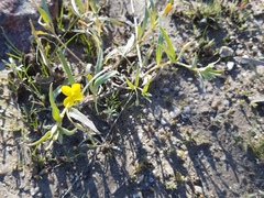 Camissoniopsis pallida