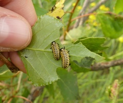 Chrysomela populi