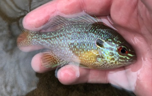 Dollar Sunfish