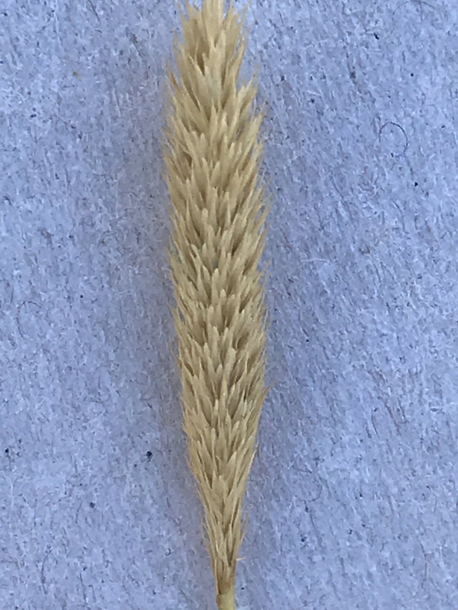 (c) David Hoare, certains droits réservés (CC BY-NC) https://www.inaturalist.org/observations/20807037