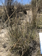 Cenchrus sphacelatus