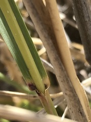 Cenchrus sphacelatus