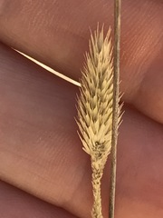 Cenchrus sphacelatus