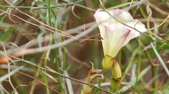 Calystegia longipes