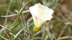 Calystegia longipes