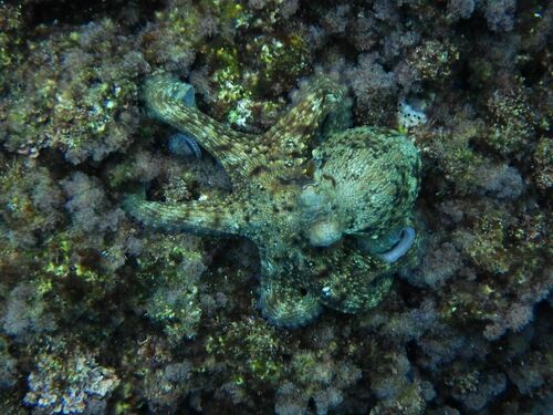 Octopus