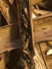 Lasioptera arundinis