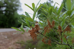 Quercus pumila