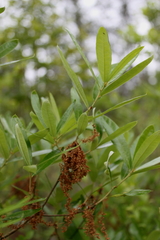 Quercus pumila