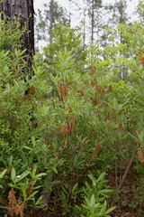 Quercus pumila