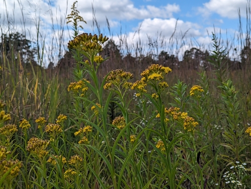Image of Riddell's Goldenrod (Solidago riddellii) by (c) Tom Sisan, some rights reserved (CC BY-SA)