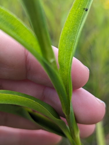 Image of Solidago riddellii by (c) Tom Sisan, some rights reserved (CC BY-SA)