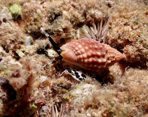Nassarius papillosus observed 2023-09-14