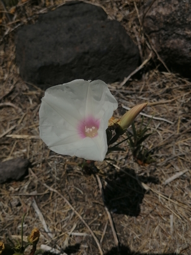 Image of Ipomoea longifolia by (c) Erick Vélez Sánchez, some rights reserved (CC BY)