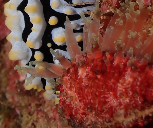 Cypraea granulata observed 2023-09-14