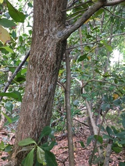 Terminalia muelleri