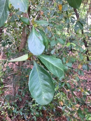 Terminalia muelleri