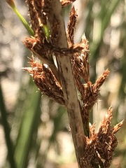 Pseudoschoenus inanis