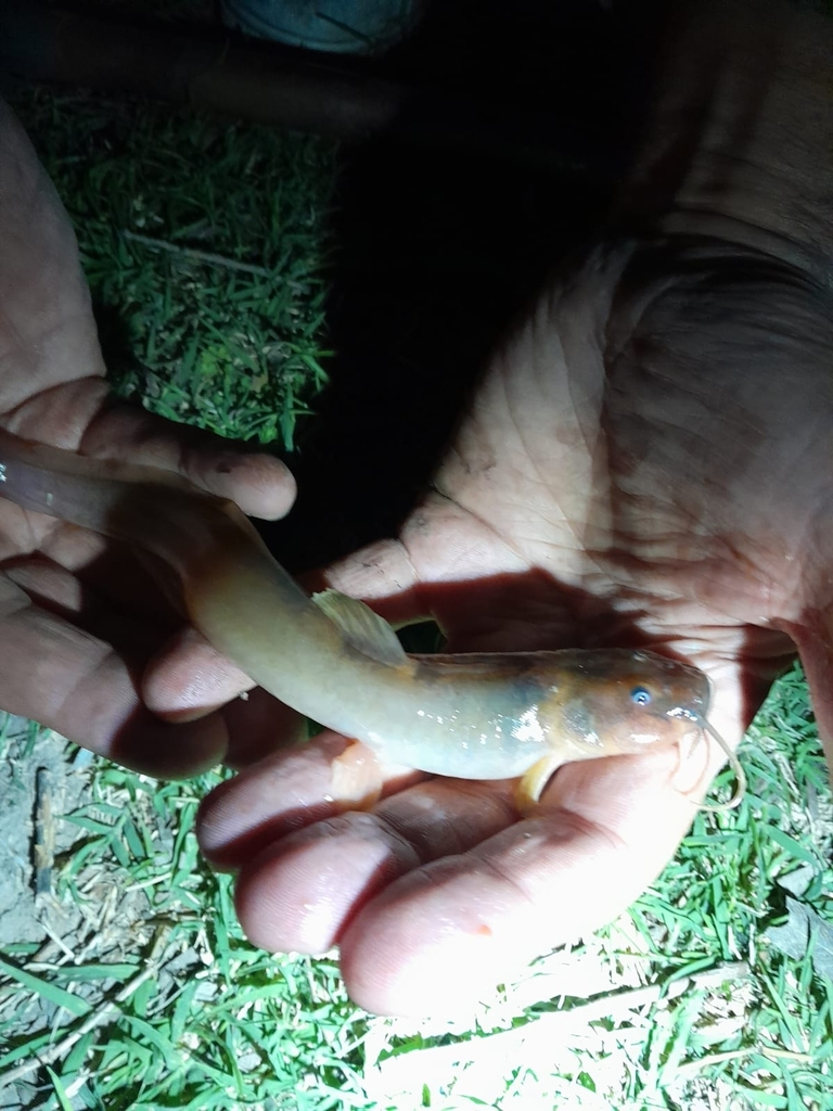 Eel catfish (Heptapterus mustelinus) — Heptapteridae