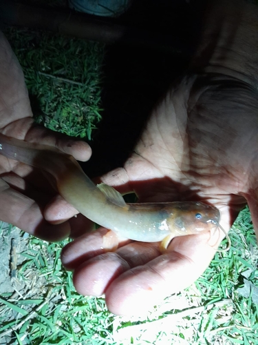 Eel catfish (Heptapterus mustelinus) — Heptapteridae