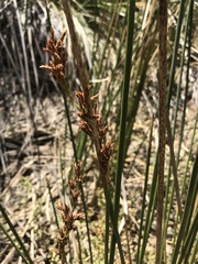 Pseudoschoenus inanis