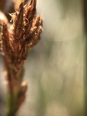 Pseudoschoenus inanis