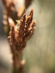 Pseudoschoenus inanis