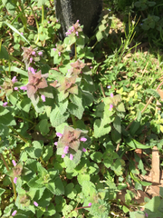 Lamium purpureum purpureum