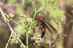 Polistes simillimus