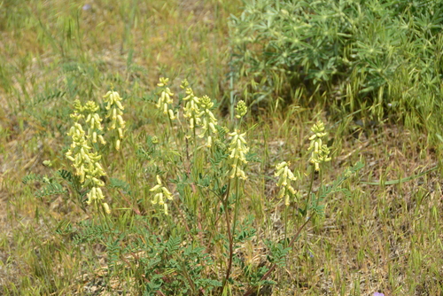 Image of Astragalus collinus by no rights reserved