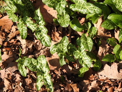 Arum italicum italicum