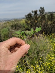 Phacelia cicutaria hispida